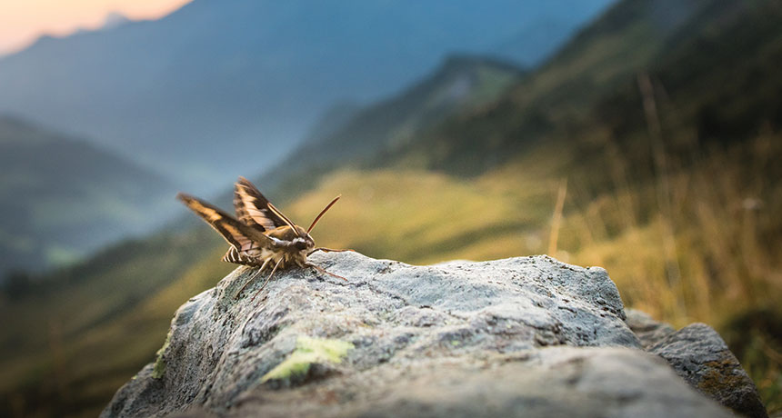 flying insects