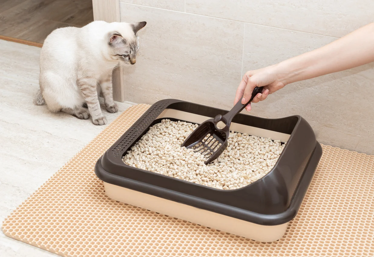 Five Essential Features when Choosing a Cat Litter Box Daily Do It